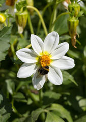 Obraz premium bumble bee on a flower