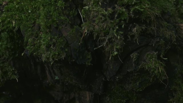 Symmetric cinematic video in smooth motion with a lonely young sprout of a tree growing from a log of a meter old tree covered with moss. The action takes place in the summer, in a dark wild forest af