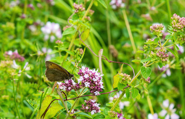 Papillon au printemps 