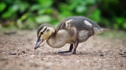 Mallard Chick 