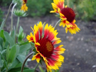 The flowers are Golden-red gaillardia closeup.