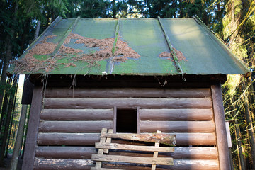 Forest hut