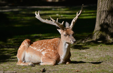 persian fallow deer in the forest