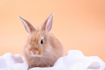 Cute little rabbit White cloth blanket, orange backdrop