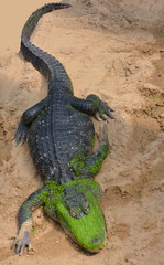 an alligator standing near a river  waiting for a prey