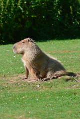 A Patagonian Mara standing on grass