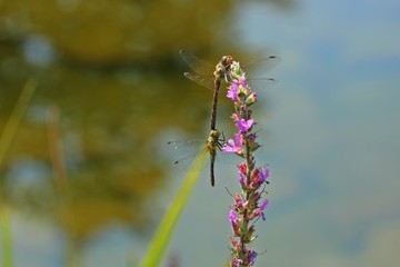 Fehlpaarung der Großen Heidelibelle (Sympetrum striolatum) mit einer Blutroten Heidelibelle (Sympetrum sanguineum) an Blutweiderich mit Raupe des Faulbaumbläulings (Celastrina argiolus)