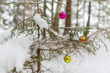 Christmas tree in the forest in the snow with Christmas balls