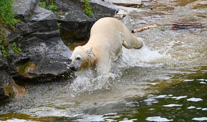 a young polar bear in the cold water to look for a prey