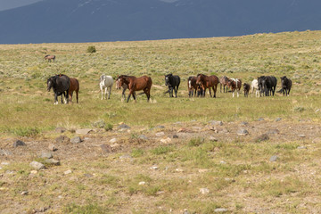 Beautiful Wild Horses in the Utah Desert in Summer