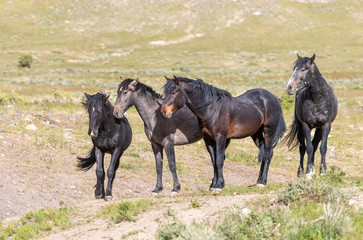 Obraz premium Beautiful Wild Horses in the Utah Desert in Summer