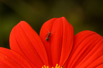 Macro shot of ant on the red flower