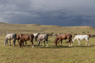 Obraz na płótnie Canvas Beautiful Wild Horses in the Utah Desert in Summer