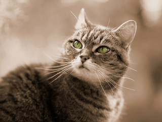 Kater grau-getigert  Porträt sepia
