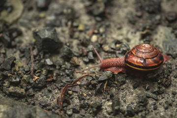 Macro snail on gravel