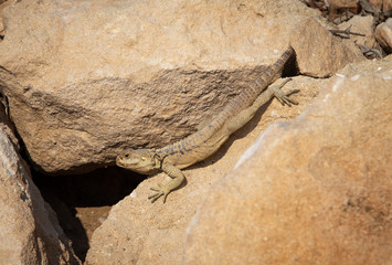 bearded Agama lizard