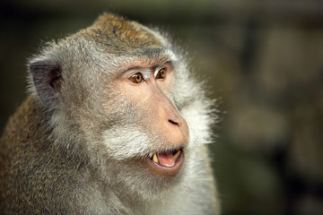 Portrait of monkey, Ubud, Bali (Indonesia)