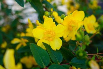 Yellow flowers of St John Wort (Hypericum) in bloom