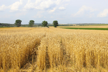 Beautiful summer landscape. Ripe wheat field, wheat ears, shallow depth of field. Harvest idea concept. rural scenery with blue sky with sun. creative image.