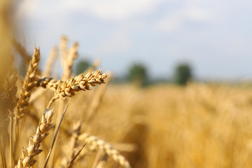 Beautiful summer landscape. Ripe wheat field, wheat ears, shallow depth of field. Harvest idea concept. rural scenery with blue sky with sun. creative image.