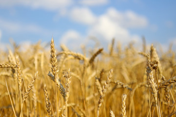 Beautiful summer landscape. Ripe wheat field, wheat ears, shallow depth of field. Harvest idea concept. rural scenery with blue sky with sun. creative image.