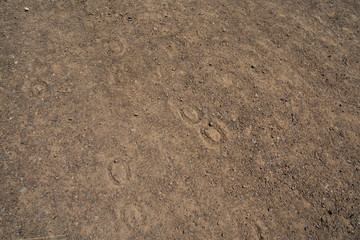 Fototapeta na wymiar Horseshoe prints dug into dried dirt road in daytime