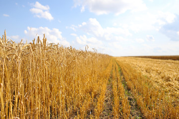 Beautiful summer landscape. Ripe wheat field, wheat ears, shallow depth of field. Harvest idea concept. rural scenery with blue sky with sun. creative image.
