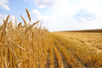 Beautiful summer landscape. Ripe wheat field, wheat ears, shallow depth of field. Harvest idea concept. rural scenery with blue sky with sun. creative image.