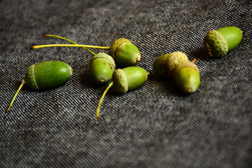 Green oak acorns on a gray background. A gray, neutral background emphasizes the contrast of green...