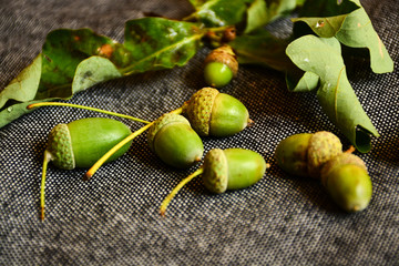 Green oak acorns on a gray background. A gray, neutral background emphasizes the contrast of green...
