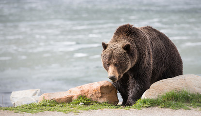 Grizzly bear in the spring