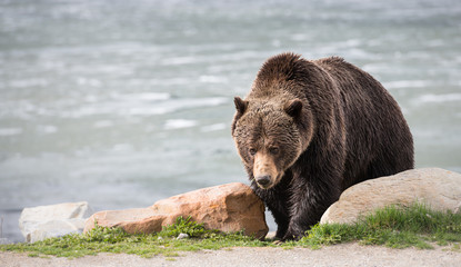 Grizzly bear in the spring