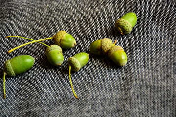Green oak acorns on a gray background. A gray, neutral background emphasizes the contrast of green...