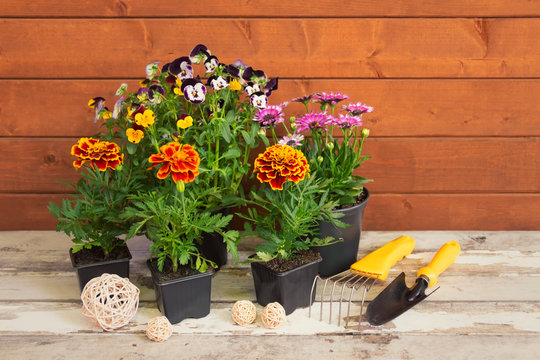 Gardening tools and seedlings of various flowers on aged wooden table.