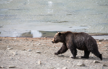 Grizzly bear in the spring