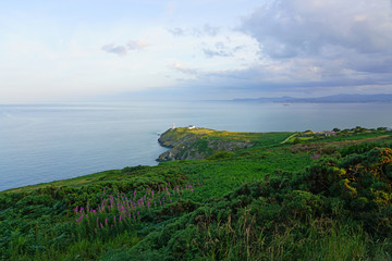 View of green heather fields, the Baily Lighthouse and the Irish Sea seen from the Howth Summit in Howth, near Dublin, Ireland