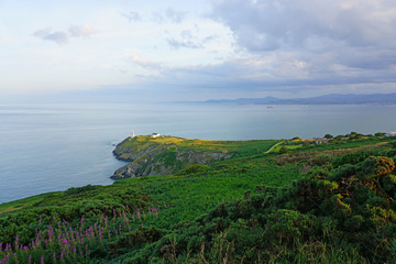 Fototapeta na wymiar View of green heather fields, the Baily Lighthouse and the Irish Sea seen from the Howth Summit in Howth, near Dublin, Ireland