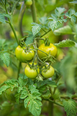 Plant textures and backgrounds.Bunches of ripening tomatoes on a Bush seedlings . Gardening and crops. Green texture