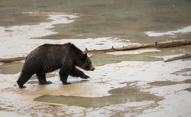 Grizzly bear in the spring