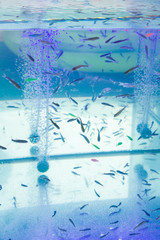 Fish Garra rufa swim in the aquarium in the summer