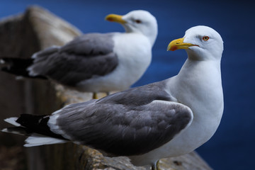 Sitzendes Möwenpaar aus der Nähe