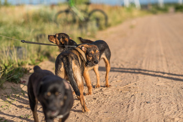 A pack of dogs on a dirt road.