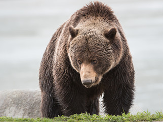 Grizzly bear in the spring