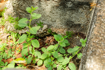 Cullen Mint Plant