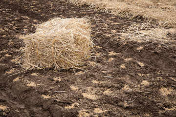 pile of rice straw