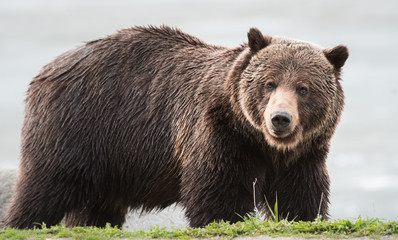 Grizzly bear in the spring