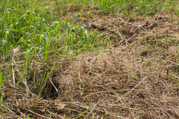 background old dry grass and a young green grass