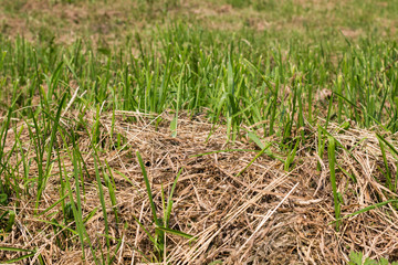 background old dry grass and a young green grass