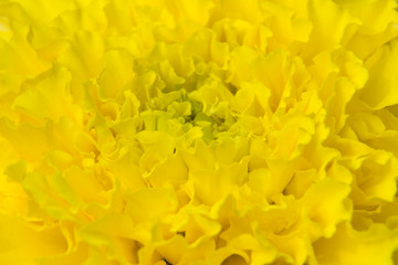 macro photo of a marigold flower
