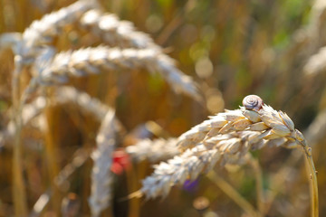Wonderful summer landscape. blue flowers and poppies in the middle of a ripe wheat field. Idea concept of harvest. rural landscapes with blue sky with sun. creative image.